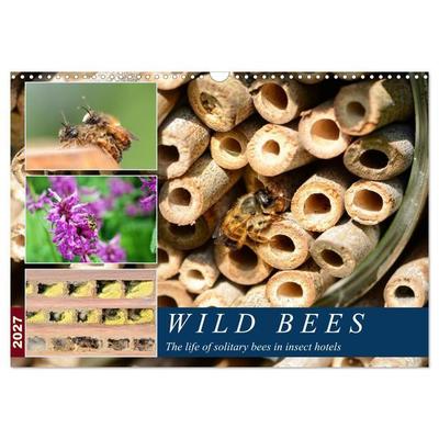 Wild bees - The life of solitary bees in insect hotels (Wall Calendar 2027 DIN A3 landscape), CALVENDO 12 Month Wall Calendar