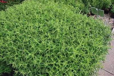 6 x Aster Violetta Herfstaster GRDplanten Pot van 9 x 9 cm
