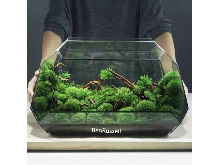 Terrarium en verre géométrique écologique pour micro-paysages, fougères et mousse, vase en verre pour plantes succulentes de table, serre de table