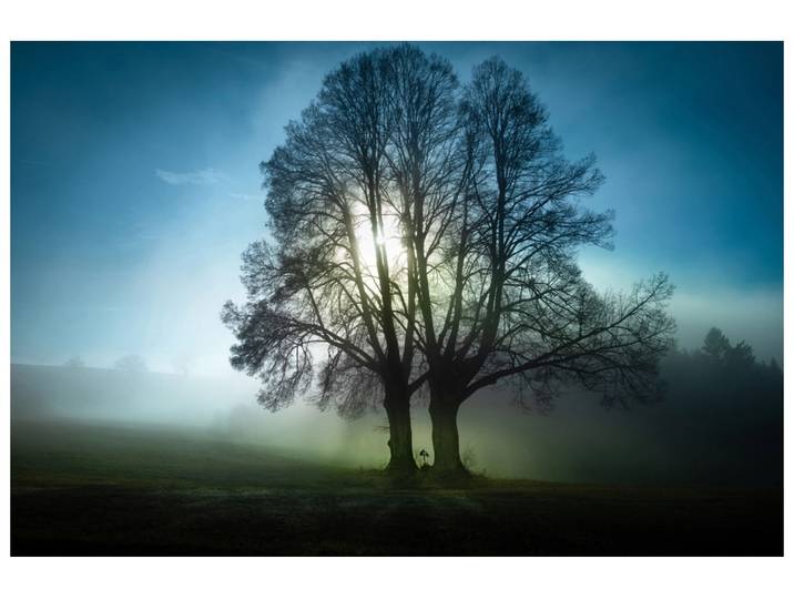 Alubild Bäume im Morgennebel image LAND