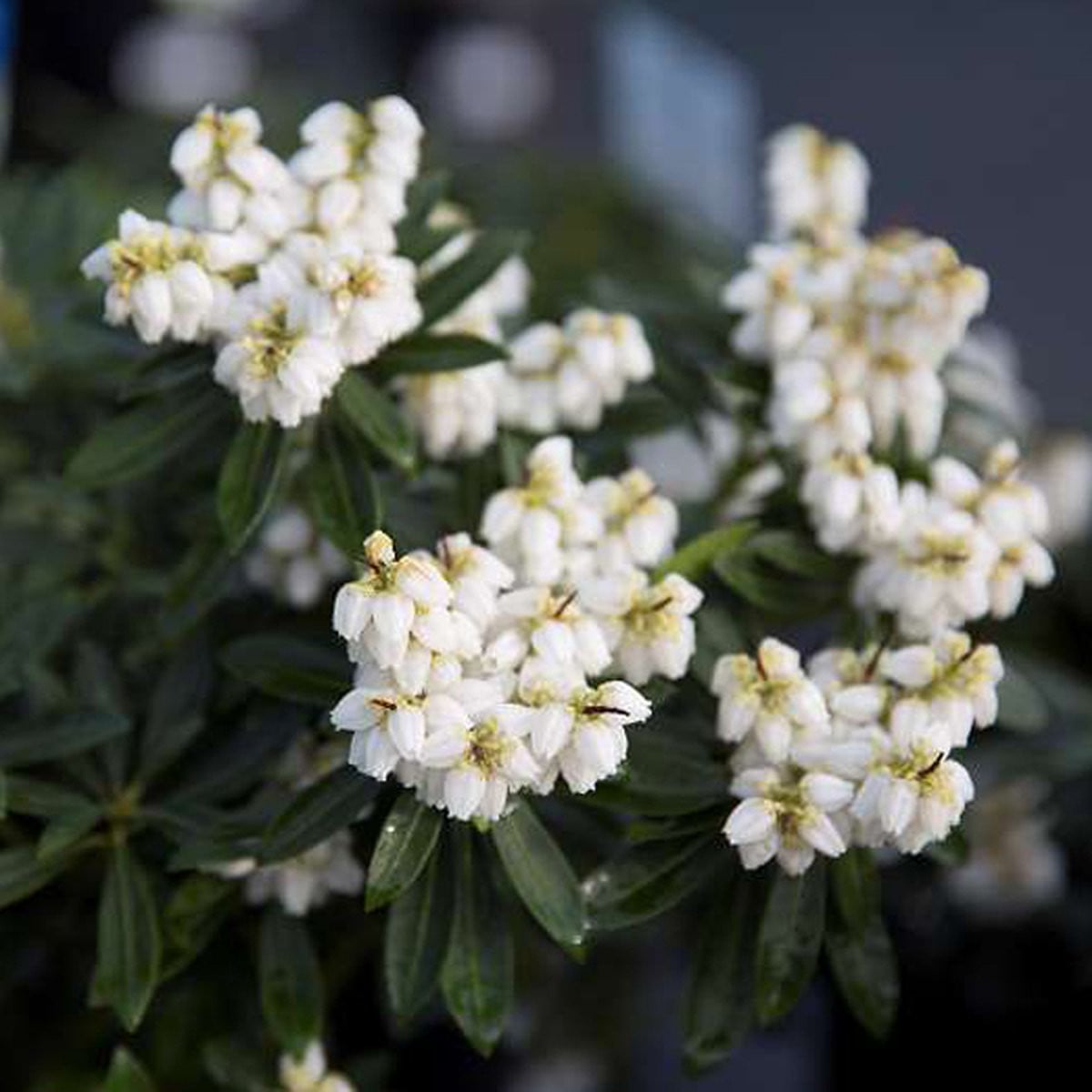 Rotsheide - Pieris japonica Debutante - 20-30 cm