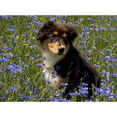 Fototapete PAPERMOON "Hütehund Welpe Australian Sheppard in Blumenwiese", bunt, B:5m L:2,8m, Vlies, Tapeten