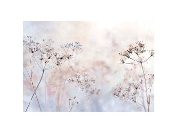 FOTOTAPETE Blumen Pusteblumen Beige 400x280 cm
