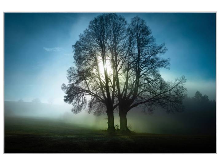 Bild mit Rahmen Bäume im Morgennebel image LAND