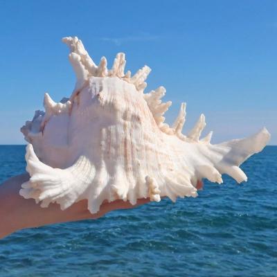 Uplift Essentials Murex Ramosus Shell Large Natural White Branched Murex Sea Shell For Coastal Centerpieces, 7.8 9.0 In (20 23cm)