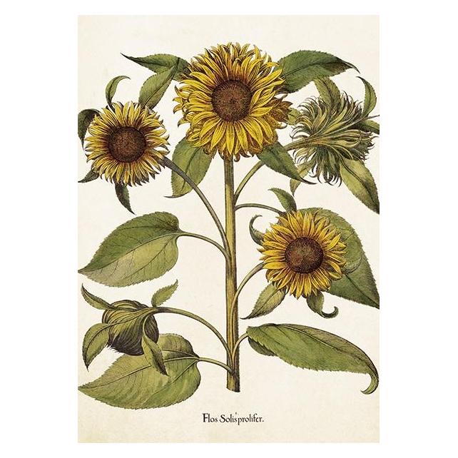 Teka Karte ST459 B6 + Umschlag Sonnenblumen (47996884)