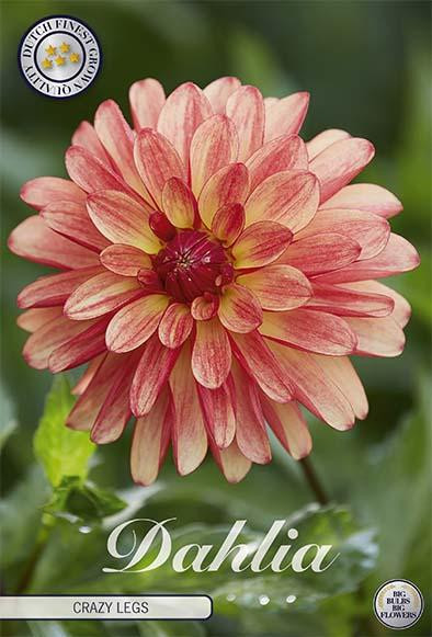 Sam van Schooten Dahlie 'Crazy Legs' (1 stuk)