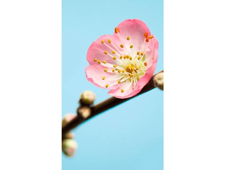 VLIESTAPETE PEACH BLOSSOM