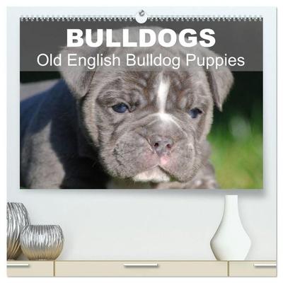 Bulldogs - Old English Bulldog Puppies (High Quality Premium Wall Calendar 2027 DIN A2 landscape),CALVENDO 12 Month Wall Calendar