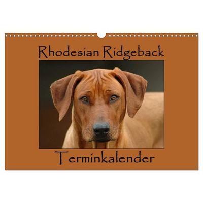 Rhodesian Ridgeback Terminkalender (Wandkalender 2027 DIN A3 quer), CALVENDO Monatskalender