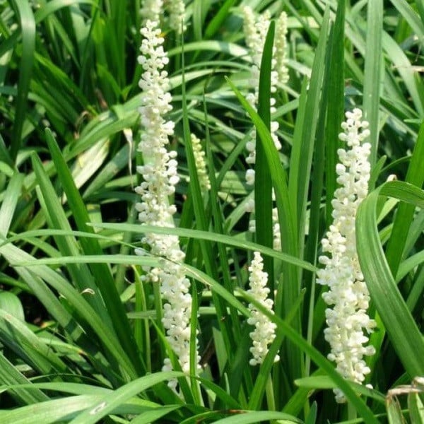 6 x Glöckchentraube Liriope muscari Monroe White in pot van 9x9 cm van Arborix