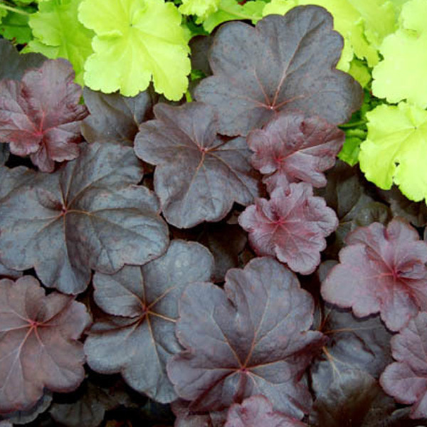 6 x Heuchera Obsidian met zilverkleurige belletjes, Potmaat: 9x9 cm