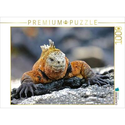 CALVENDO Puzzle Galápagos-Meerechse | 1000 Teile Lege-Größe 64x48cm Foto-Puzzle für glückliche Stunden