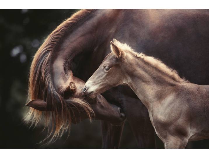 Fototapete PAPERMOON Photo-Art HEIKE WILLERS, DIE BINDUNG , bunt, B:2m L:1,49m, Vlies, Tapeten, Fototapete