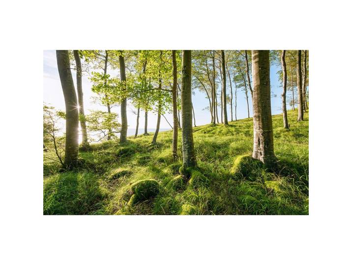 FOTOTAPETE ZAUBERHAFTES BUCHENSPEKTAKEL
