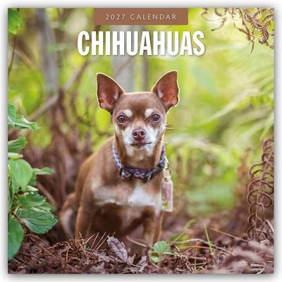Chihuahuas – Chihuahua 2027 – 16-Monatskalender