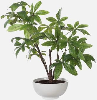 Uttermost Pachira Money Tree