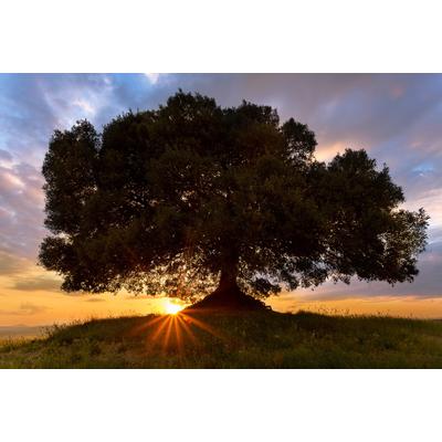 Fototapete PAPERMOON "Einsamer Baum", bunt, B:3m L:2,23m, Vlies, Tapeten