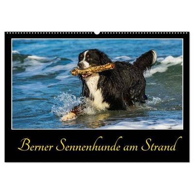 Berner Sennenhunde am Strand (Wandkalender 2026 DIN A2 quer), CALVENDO Monatskalender