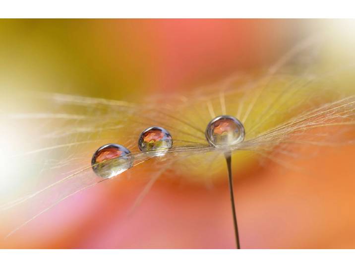 Fototapete PAPERMOON Zen Wassertropfen mit Blume Makro , bunt, B:2,5m L:1,86m, Vlies, Tapeten, Fototapete