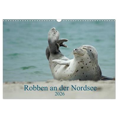 Robben an der Nordsee (Wandkalender 2026 DIN A3 quer), CALVENDO Monatskalender