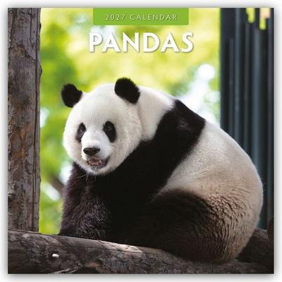 Pandas – Pandabären 2027 – 16-Monatskalender