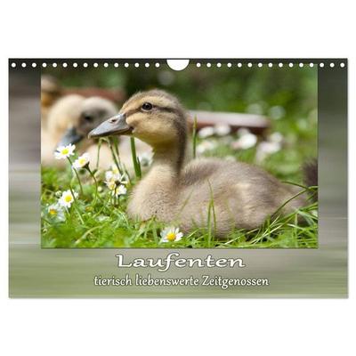 Laufenten - tierisch liebenswerte Zeitgenossen (Wandkalender 2027 DIN A4 quer), CALVENDO Monatskalender