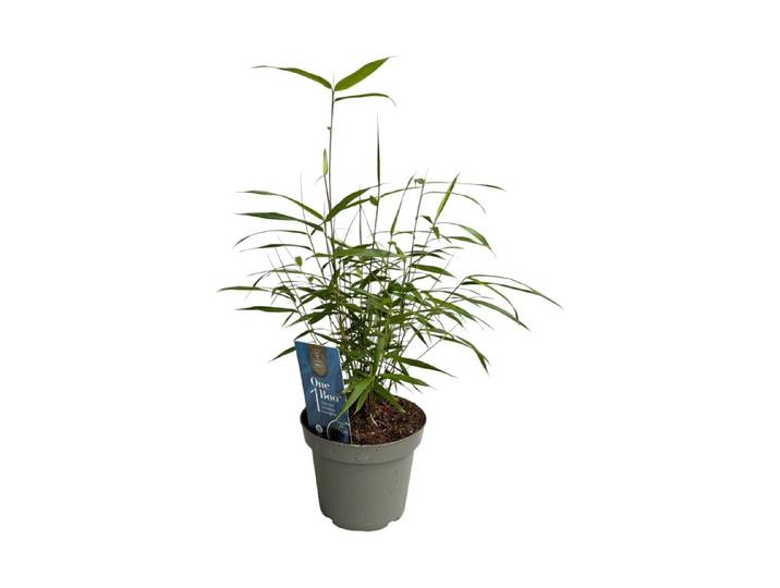 Bambus blaustielig 3er-Set 30cm inklusive Topf