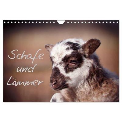 Schafe und Lämmer (Wandkalender 2027 DIN A4 quer), CALVENDO Monatskalender