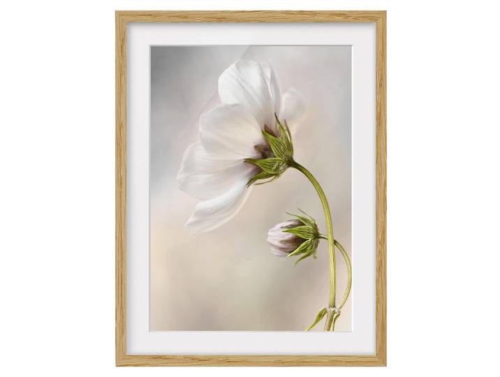Impression d’art fleur céleste IV Chêne massif naturel Blanc 30 x 40cm