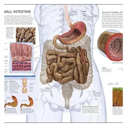 The Human Body Book, Ratgeber von Richard Walker, Steve Parker