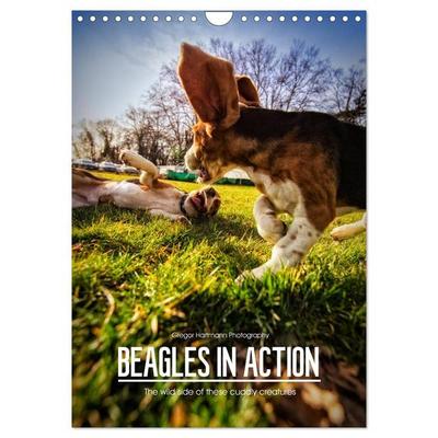 Beagles in action (Wall Calendar 2027 DIN A4 portrait), CALVENDO 12 Month Wall Calendar