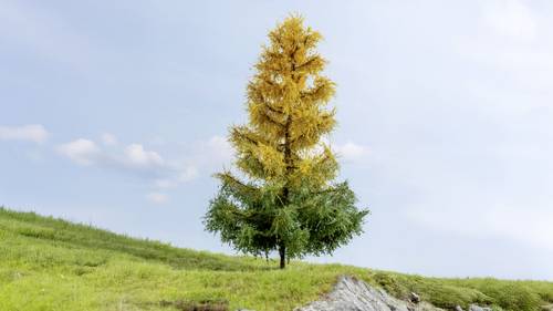 NOCH 0020168 Baum Lärche 190mm 1St.