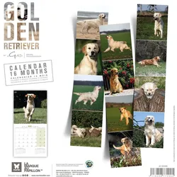 Martin Sellier, Kalender, Golden Retriever