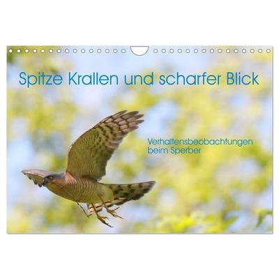 Spitze Krallen und scharfer Blick - Verhalten Sperber (Wandkalender 2026 DIN A4 quer), CALVENDO Monatskalender
