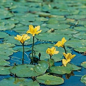 Moerings Nymphoides Peltata Watergentiaan in 18 cm mand