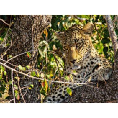 CALVENDO Puzzle Wilder Leopard auf Baum | 1000 Teile Lege-Größe 64x48cm Foto-Puzzle für glückliche Stunden