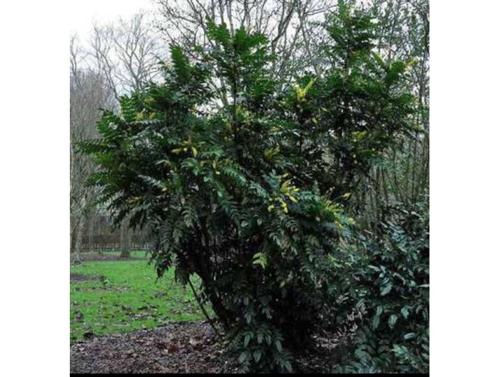 Mahonia media 'Winter Sun' - Mahoniestruik\, Druifstruik 30- 40 cm in pot