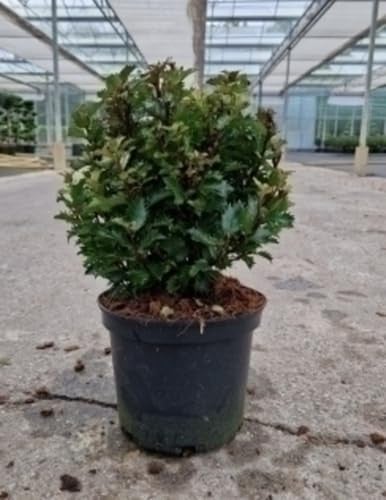 Ilex meserveae Little Rascal Japanse hulst 20-25 cm in pot