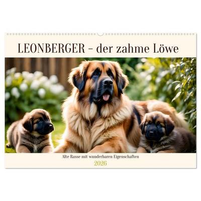 Leonberger - der zahme Löwe (Wandkalender 2026 DIN A2 quer), CALVENDO Monatskalender
