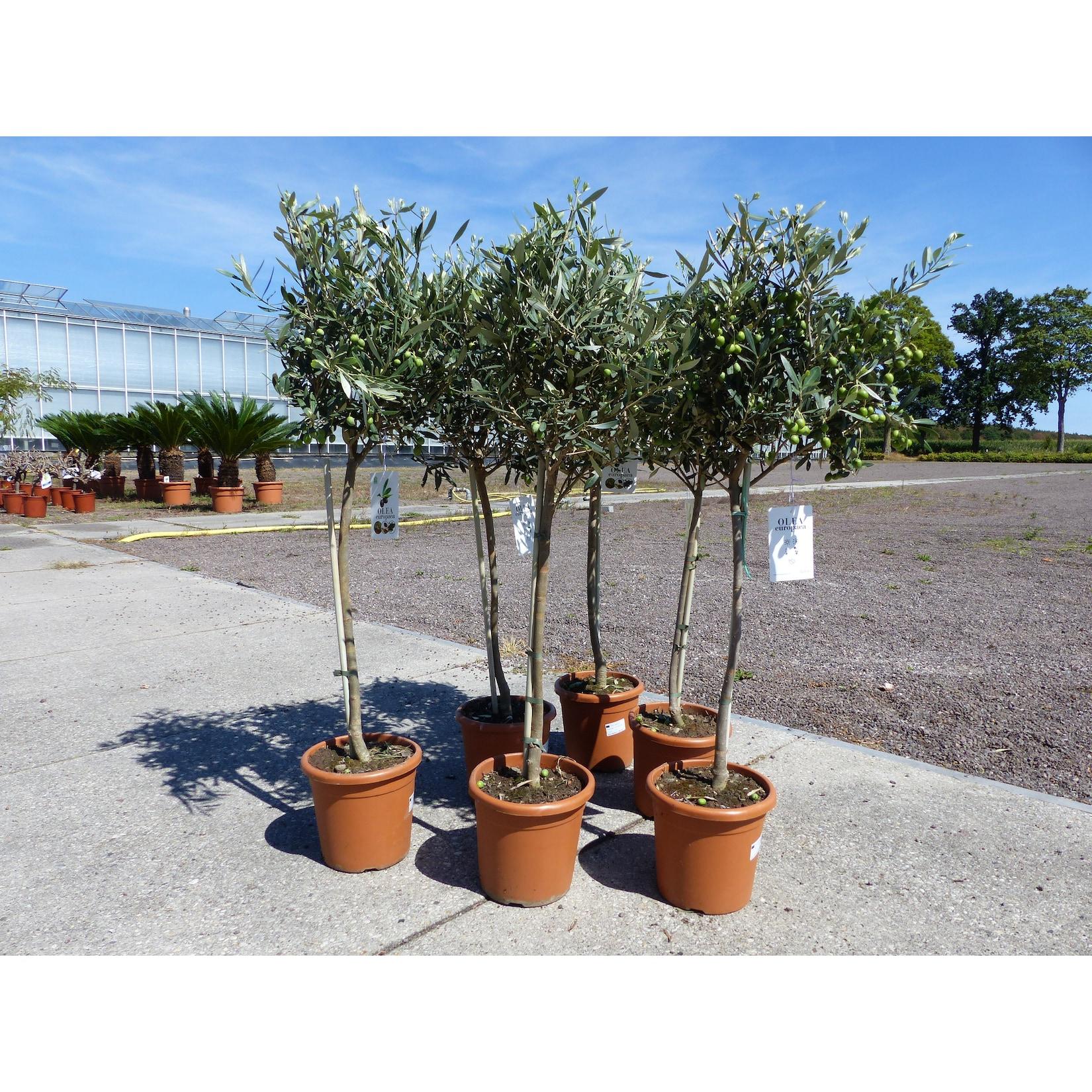 Olivenbaum Stamm Olive 80 - 100 cm hoch, mit vielen Früchten, beste Qualität, Olea Europaea