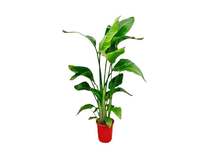 Strelitzia Nicolai Ø21
