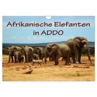 Afrikanische Elefanten in ADDO (Wandkalender 2027 DIN A4 quer), CALVENDO Monatskalender