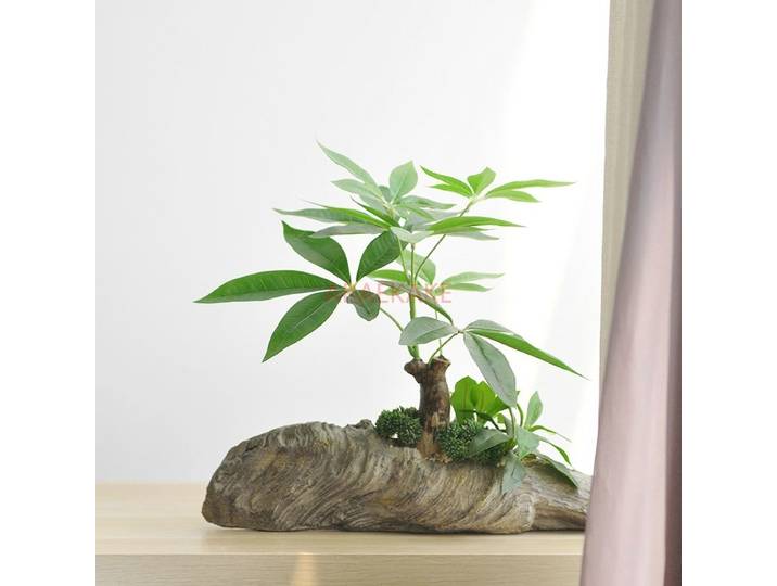Bonsaï simulé, plantes vertes, décoration de la maison, plantes de bureau, plantes en pot, arrangement de table, arrangement floral