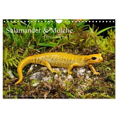 Salamander und Molche (Wandkalender 2026 DIN A4 quer), CALVENDO Monatskalender