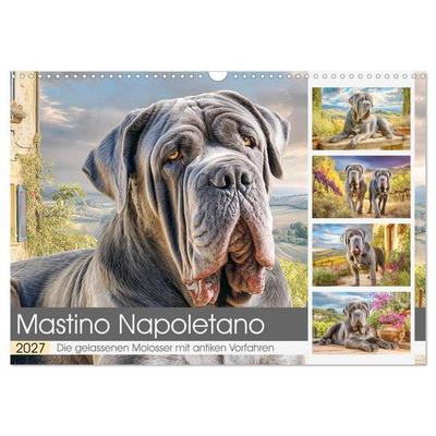 Mastino Napoletano. Die gelassenen Molosser mit antiken Vorfahren (Wandkalender 2027 DIN A3 quer), CALVENDO Monatskalender