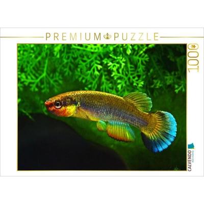 CALVENDO Puzzle Rivulus cylindraceus KUBA | 1000 Teile Lege-Größe 64x48cm Foto-Puzzle für glückliche Stunden