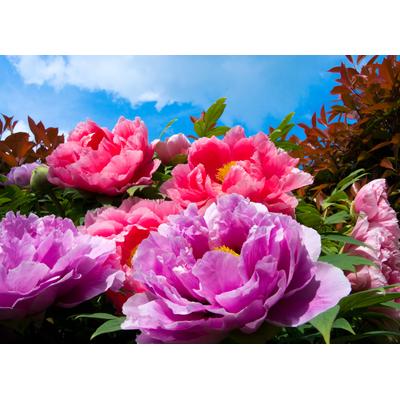 Fototapete PAPERMOON "TropicalPeonies", bunt, B:3,5m L:2,6m, Vlies, Tapeten