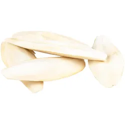 Witte Molen Coquille Os de seiche, Vogelheimeinrichtung
