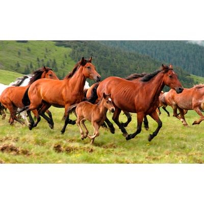 Fototapete PAPERMOON "Wild Horses", bunt, B:5m L:2,8m, Vlies, Tapeten